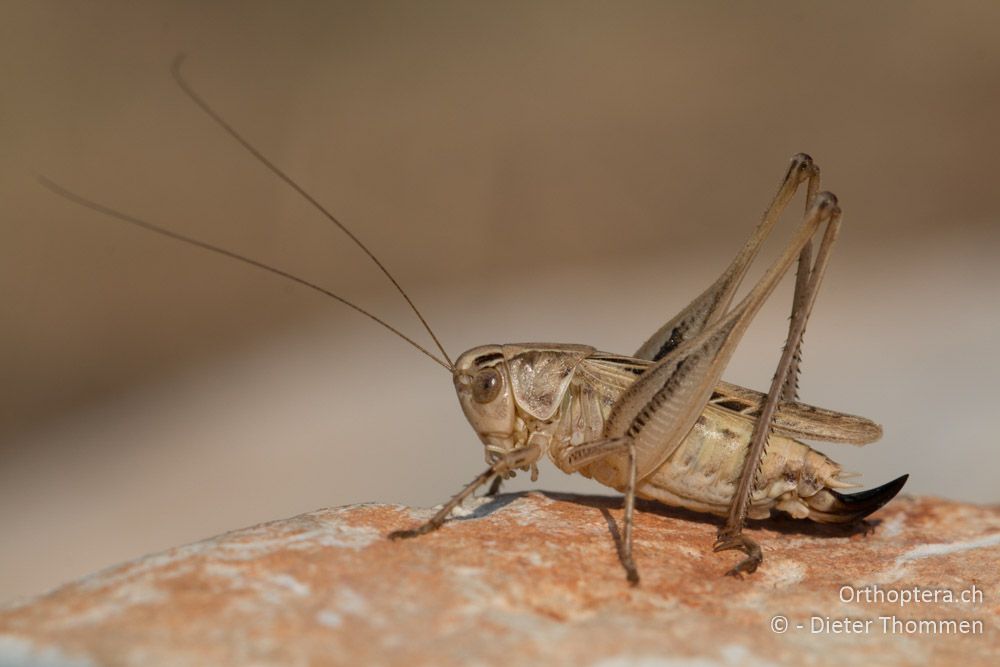 Platycleis tessellata ♀ - HR, Istrien, Vodnjan, 25.07.2015