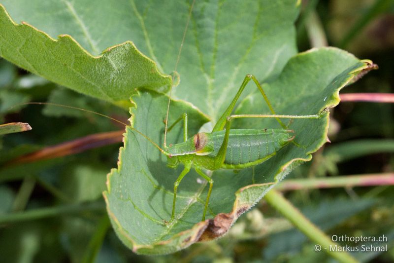 Isophya pienensis ♂ - AT, Niederösterreich, Hundsheimer Berg, 21.06.2015