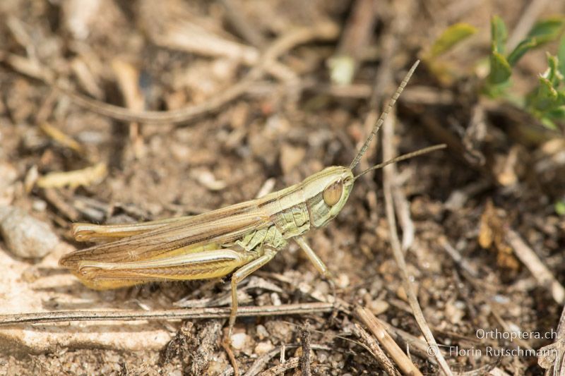 Euchorthippus pulvinatus ♂ - HU, Mitteltransdanubien, Tapolca, 06.07.2016