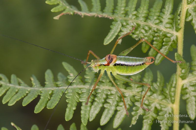 Poecilimon gracilis ♂ - GR, Zentralmakedonien, Mt. Varnous, 12.07.2017