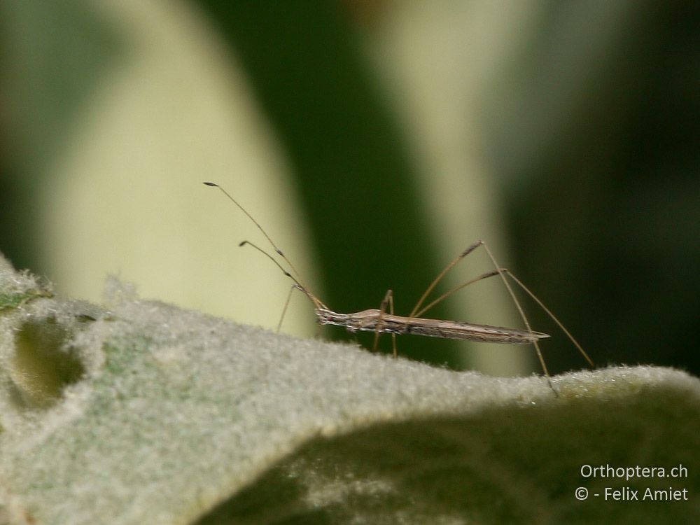 Stelzenwanze (Berytidae) - GR, Westmakedonien, Mt. Vernon, 10.07.2013