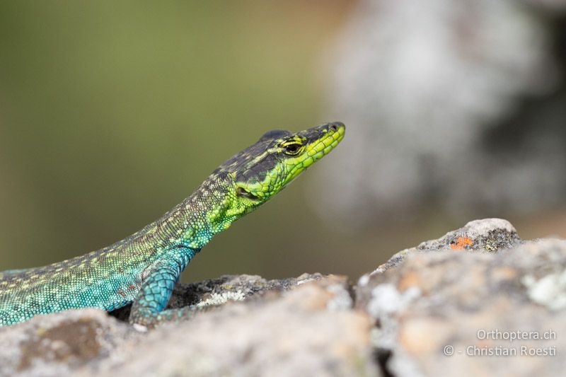 Eidechse - SA, Mpumalanga, Matibidi, Seitenbach vom Blyde River, 10.01.2015