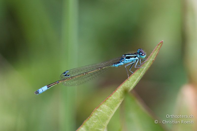 Proischnura rotundipennis, Round-winged Bluet ♂ - SA, Mpumalanga, Graskop, 11.01.2015