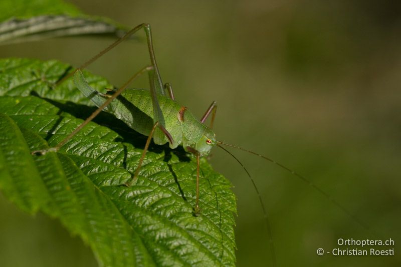 Poecilimon schmidti ♀ - SLO, Osrednjeslovenska, Ljubljana, Flughafen, ex situ, 18.07.2016