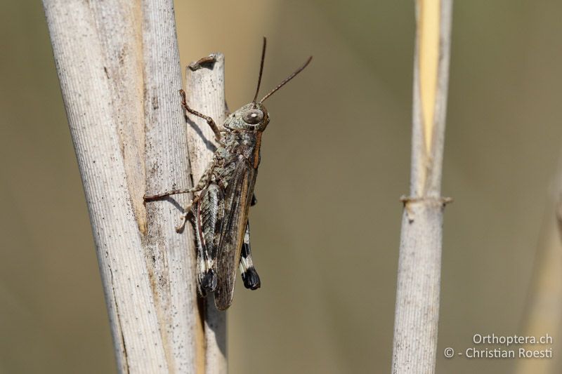 Epacromius coerulipes ♂ - AT, Burgenland, Oggau am Neusiedlersee, 15.09.2016