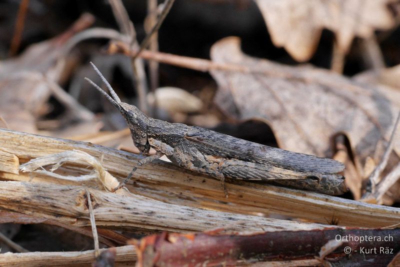 Kegelkopfschrecke (Pyrgomorpha conica) - FR, bei Rians, 05.07.2014