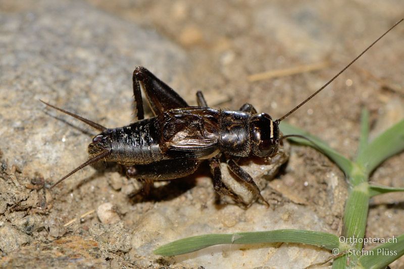 Modicogryllus truncatus ♂ (det. Luc Willemse, thanks!) - GR, Zentralmakedonien, Kerkini-See, 07.07.2013