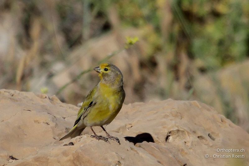 Männlicher Zederngirlitz (Syrian Serin, Serinus syriacus), Al Qadisiyya, 19.05.2011