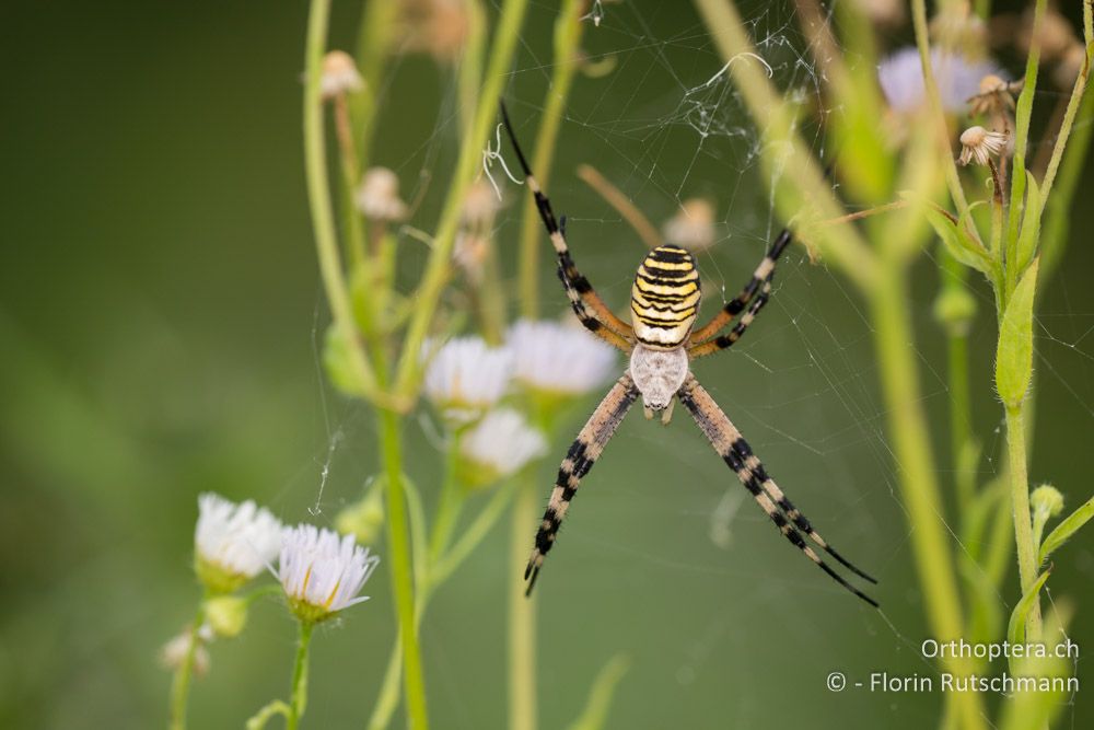 Wespenspinne (Argiope bruennichi) - HR, Istrien, Motovun, 24.07.2014