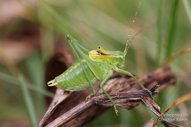 Poecilimon ornatus ♂- SLO, Gorensjska, Mt. Vogel, 19.09.2016