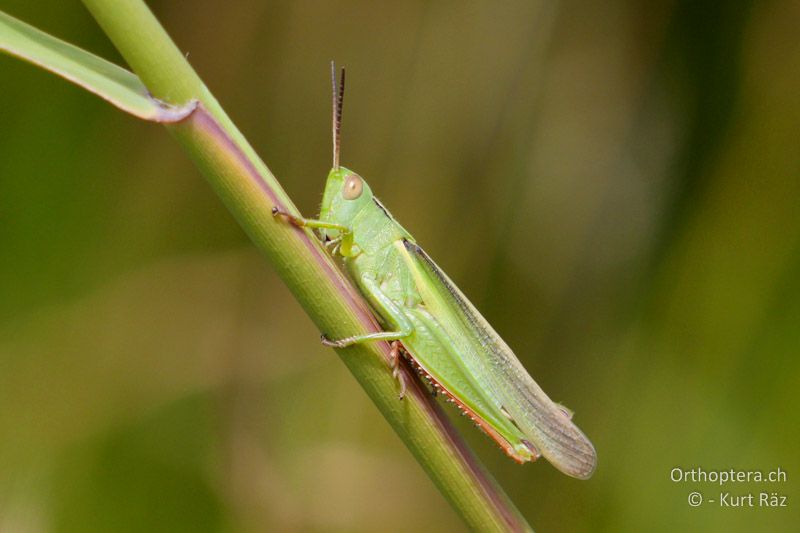 Dreifarbenschrecke (Paracinema tricolor) - FR, Camargue, 09.07.2014