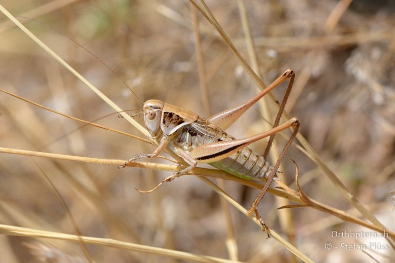 ♂ der Beissschrecke Metrioptera oblongicollis - GR, Thessalien, Meteora, 13.07.2013