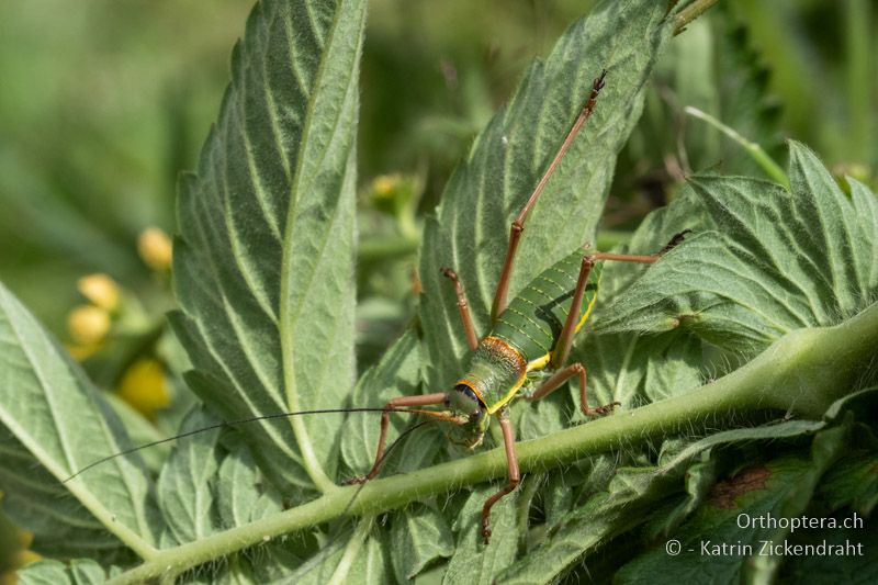 Steppen-Sattelschrecke (Ephippiger ephippiger) ♂ Larve - BG, Sofia, Kopriwschtiza, 11.07.2018