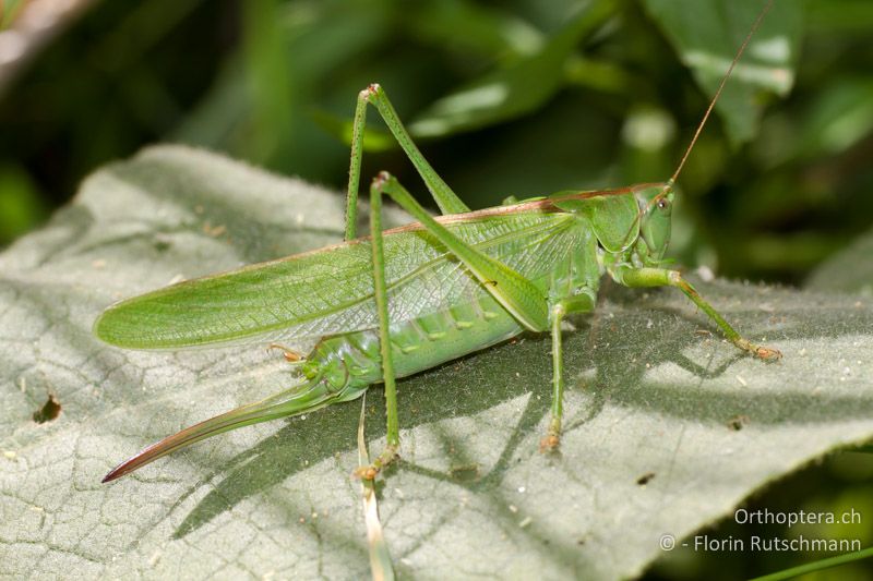 Tettigonia viridissima ♀ - CH, TI, Mergoscia, 02.07.2011