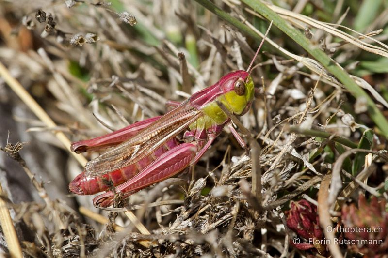 Stenobothrus lineatus ♀ - IT, Abruzzen, Palena, 12.10.2011