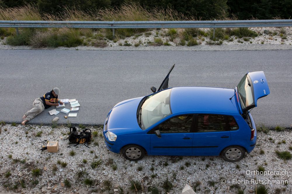 Abends, wenn die Temperaturen im Gebirge kühl werden, ist die warme Asphaltstrasse ein gemütlicher Ort, um Heuschrecken zu bestimmen - Mt. Pangeon, 11.07.2012