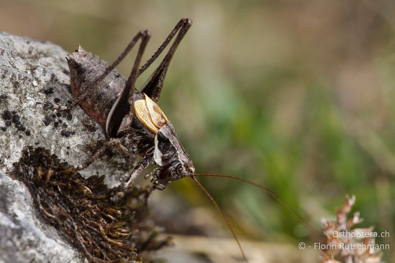 Antaxius difformis ♂ - CH, TI, Mt. Generoso, 15.09.2012