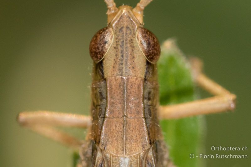 Chorthippus oschei ♂ - SLO, Osrednjeslovenska, Podpeč, 18.07.2015