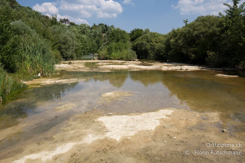 Leicht eutrophes Gewässer - HR, Istrien, Pazin, 19.07.2015