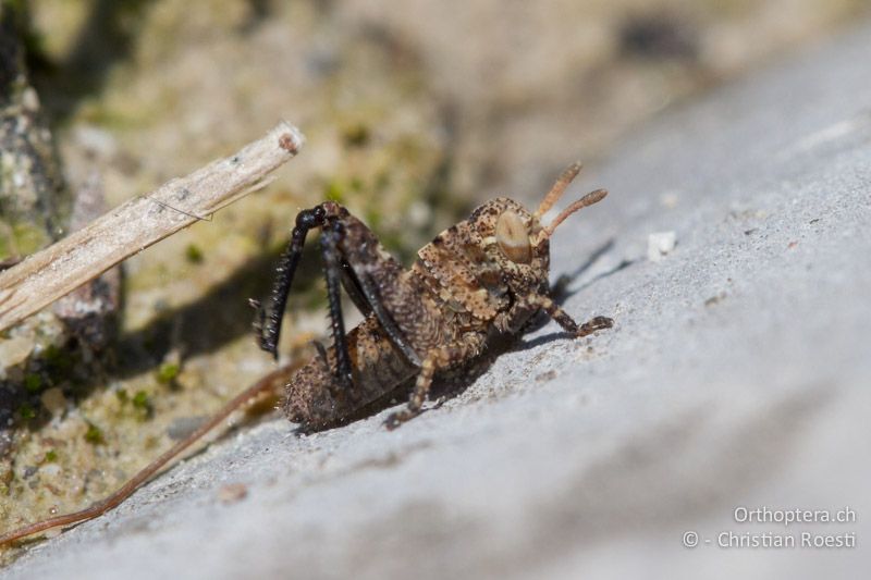 Oedipoda caerulescens im 1. Larvenstadium - IT, Friaul-Julisch Venetien, Spilimbergo, 29.05.2014