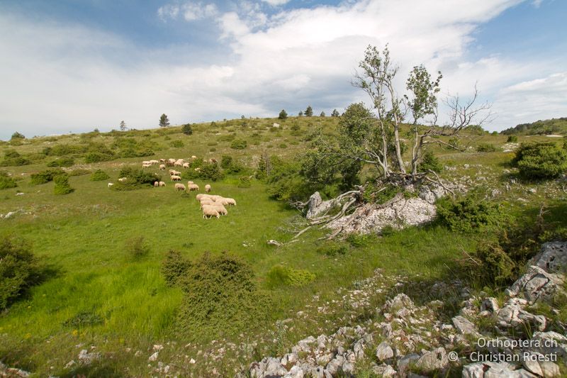 Extensie Weidelandschaft mit Dolinen und Hecken- HR, Istrien, Mt. Učka, 01.06.2014