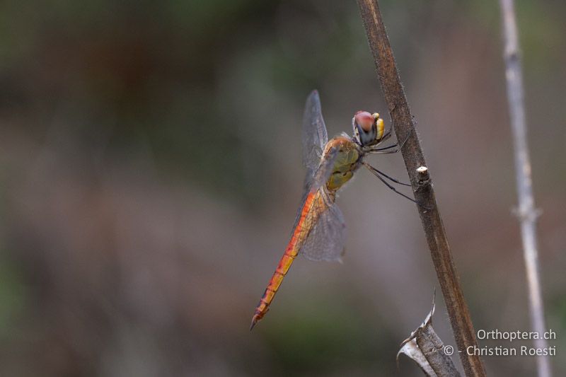 Pantala flavescens, Pantala ♂ - SA, Gauteng, Pretoria National Botanical Garden, 16.01.2015