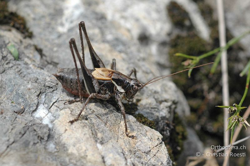 Antaxius difformis ♂ - CH, TI, Mt. Generoso, 11.09.2006