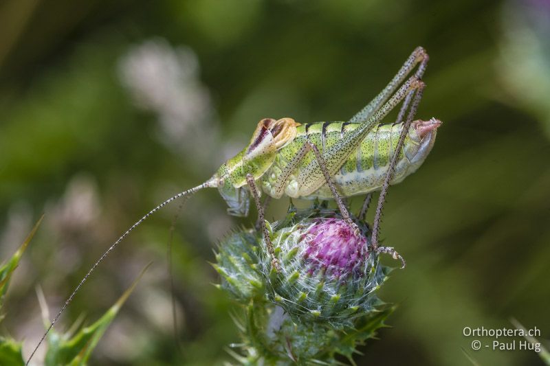 Poecilimon orbelicus ♂ - GR, Zentralmakedonien, Mt. Vrondous, 09.07.2017