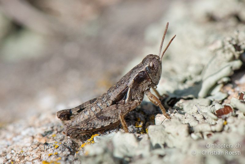 Pezotettix giornae ♂ - FR, Pyrénées-Orientales, Corsavy, 03.10.2010