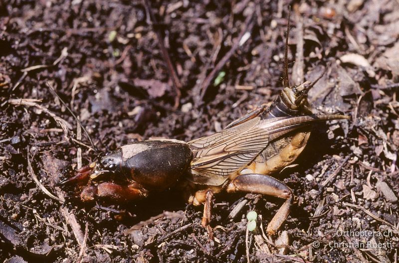 Gryllotalpa gryllotalpa ♀ in Abwehrstellung. Dabei entleeren die Tiere Teile vom stinkenden Darminhalt - CH, BE, Zwieselberg, 05.06.2004