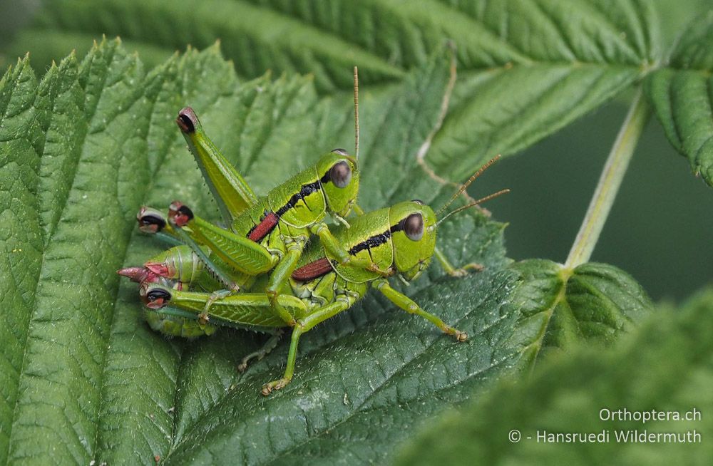 Odontopodisma fallax-Paar - HR, Istrien, Vela Učka, 20.07.2015