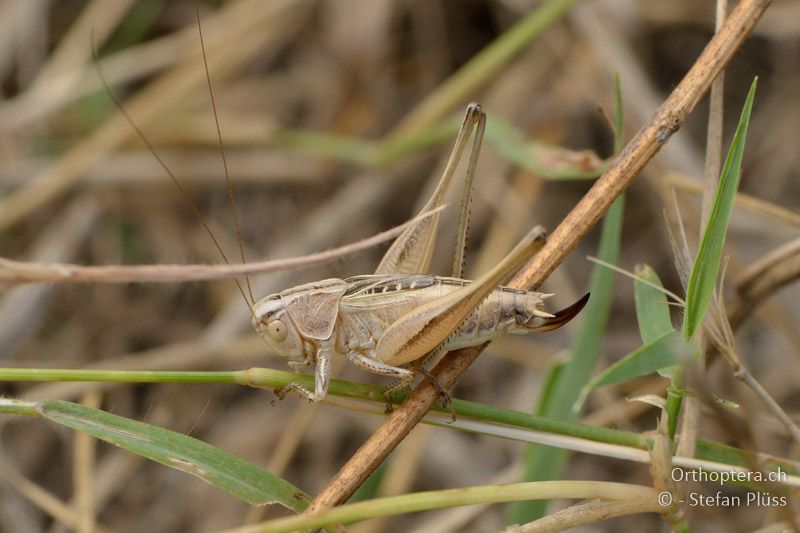 ♀ von Platycleis nigrosignata - GR, Zentralmakedonien, Alistrati, 07.07.2013