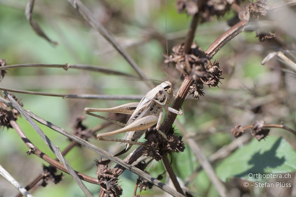 Tessellana carinata ♀ - BG, Plowdiw, Belovitsa, 10.07.2018