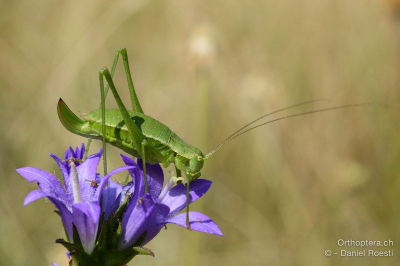 Leptophyes boscii ♀- HR, Istrien, Učka-Gebirge, 20.07.2015