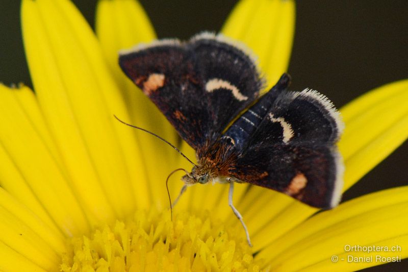 Purpurzünsler (Pyrausta aurata) - HR, Istrien, Dol, 24.07.2015