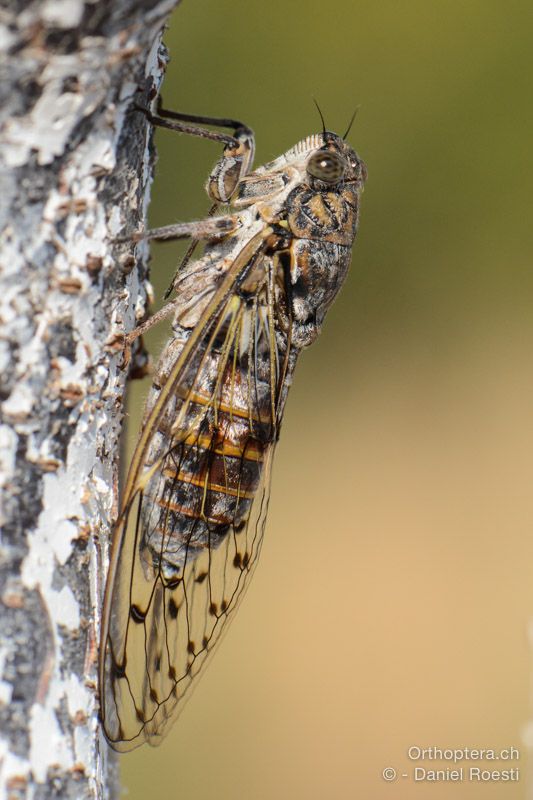 Singzikade (Cicada cf. orni) - HR, Istrien, Vodnjan, 25.07.2015