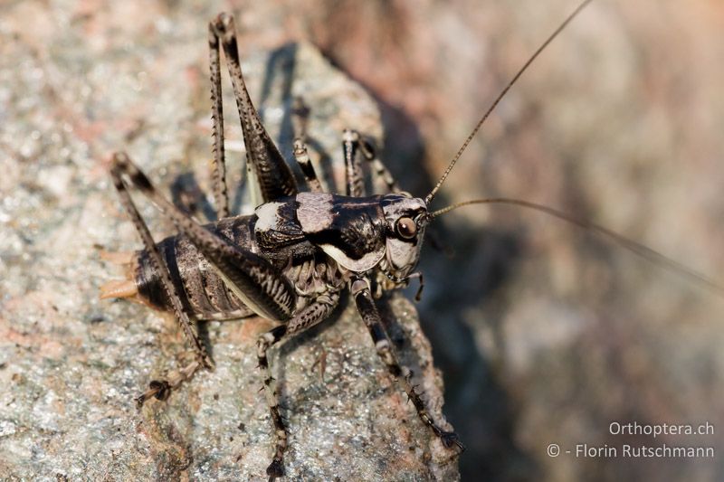 Antaxius pedestris ♂ - CH, GR, Sent, 16.08.2008