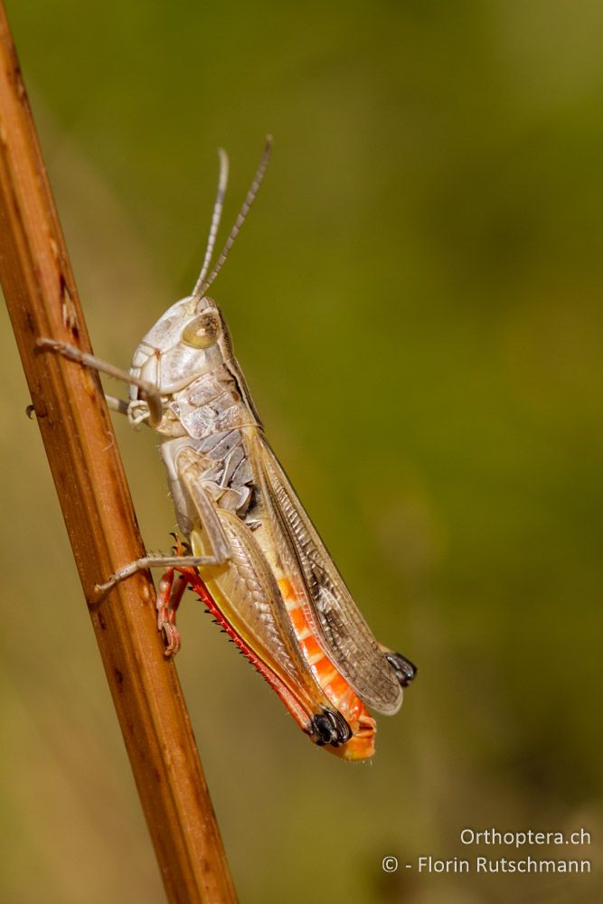 Stenobothrus fischeri - Mt. Tomaros, 13.07.2011