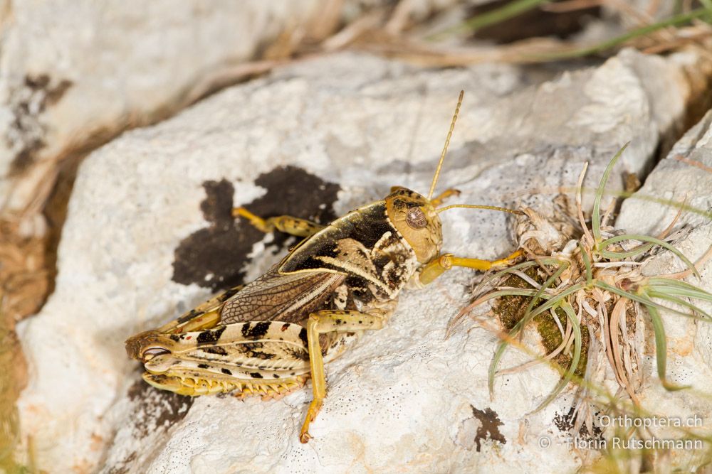 Gesägte Steinschrecke (Prionotropis hystrix hystrix) Männchen - HR, Istrien, Učka-Gebirge, 12.06.2014