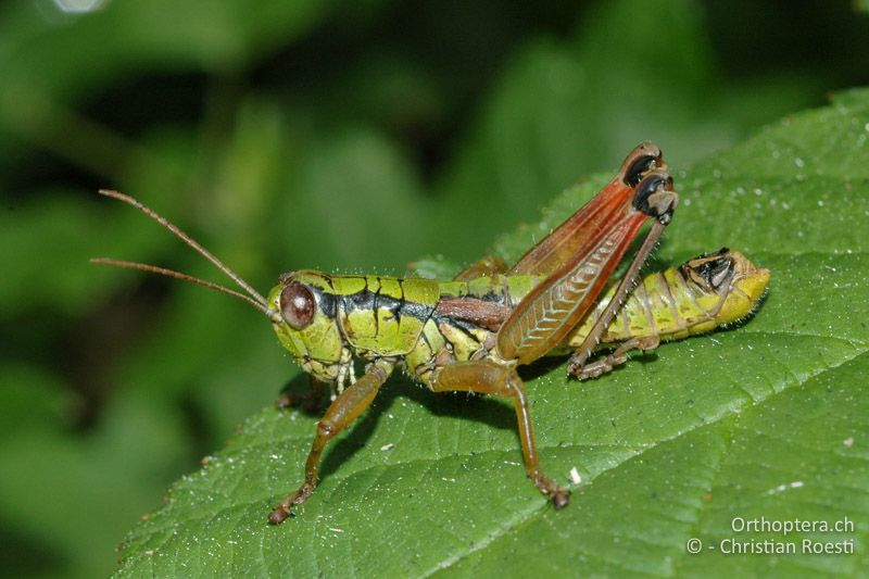 Pseudopodisma fieberi ♂ - IT, Venetien, Schio, Mt. Summano, 02.10.2006