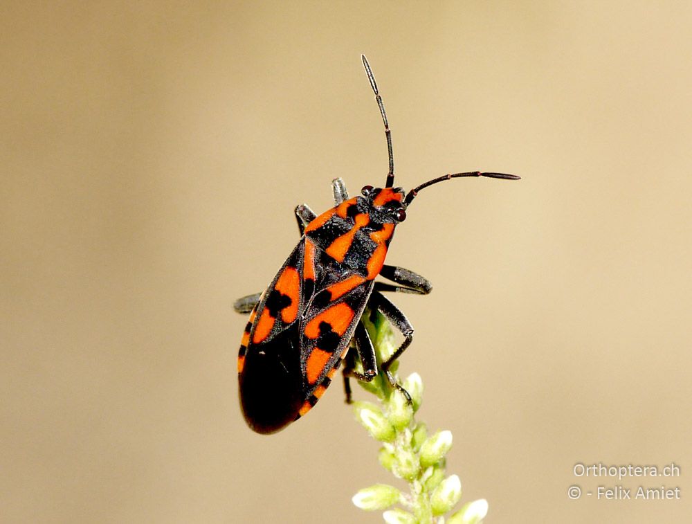 Knappe (Spilostethus saxatilis) - GR, Zentralmakedonien, Kerkini-See, 08.07.2013