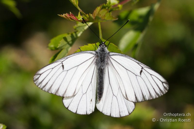 Baumweissling (Aporia crataegi) - HR, Istrien, Učka, 02.06.2014