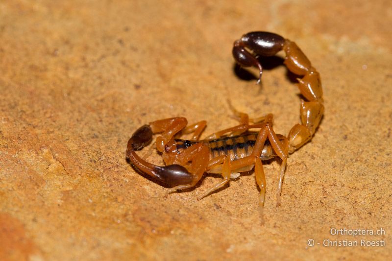 Skorpion - SA, Mpumalanga, Matibidi, Blyde Canyon Forever Resort, 09.01.2015