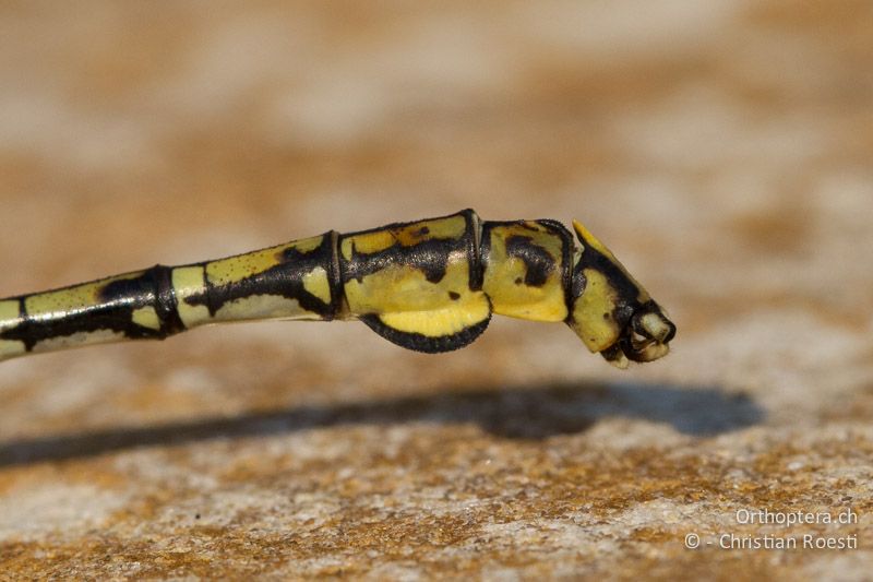 Hinterleibsende von Ceratogomphus pictus, Common Thorntail ♂ - SA, Mpumalanga, Dullstroom, Field & Stream Lodge, 13.01.2015