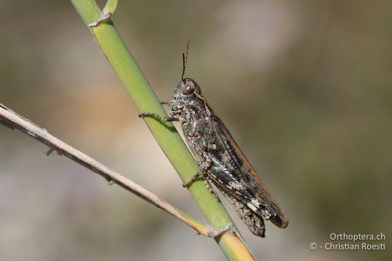 Epacromius coerulipes ♀ - AT, Burgenland, Oggau am Neusiedlersee, 15.09.2016