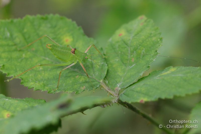 Poecilimon schmidti ♂ - BG, Sofiya, Dupniza, 11.07.2019