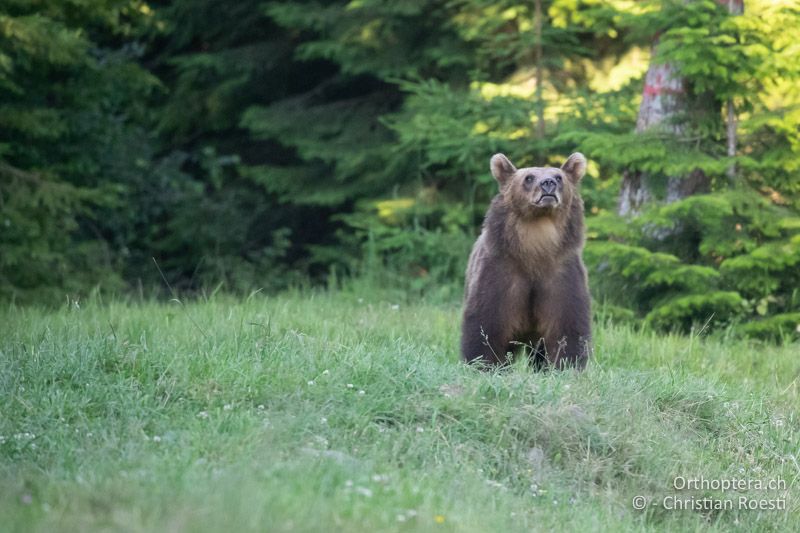 Braunbär