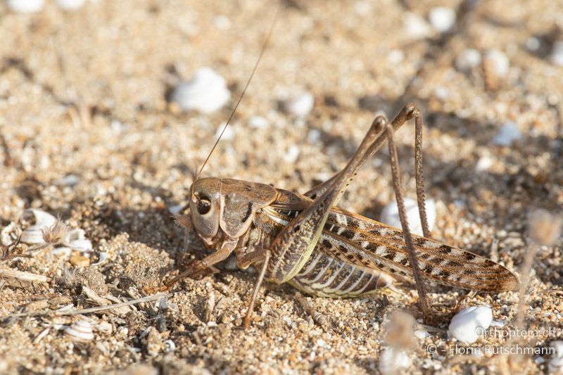 Subgenitalplatte von Decticus albifrons ♀ - GR, Epirus, Arta, 07.06.2024