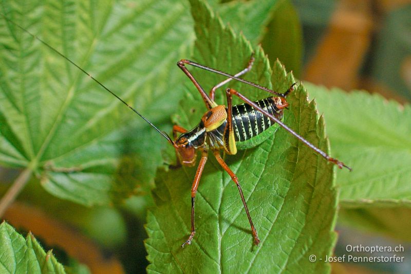 Barbitistes constrictus ♂ - AT, Niederösterreich, Waldviertel, 11.07.2002