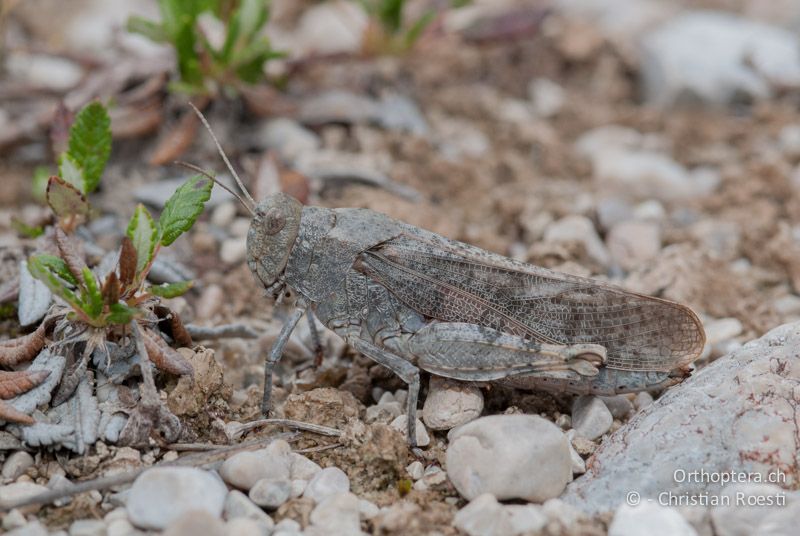 Bryodemella tuberculata ♀ - DE, Bayern, Vorderriss, 03.08.2008